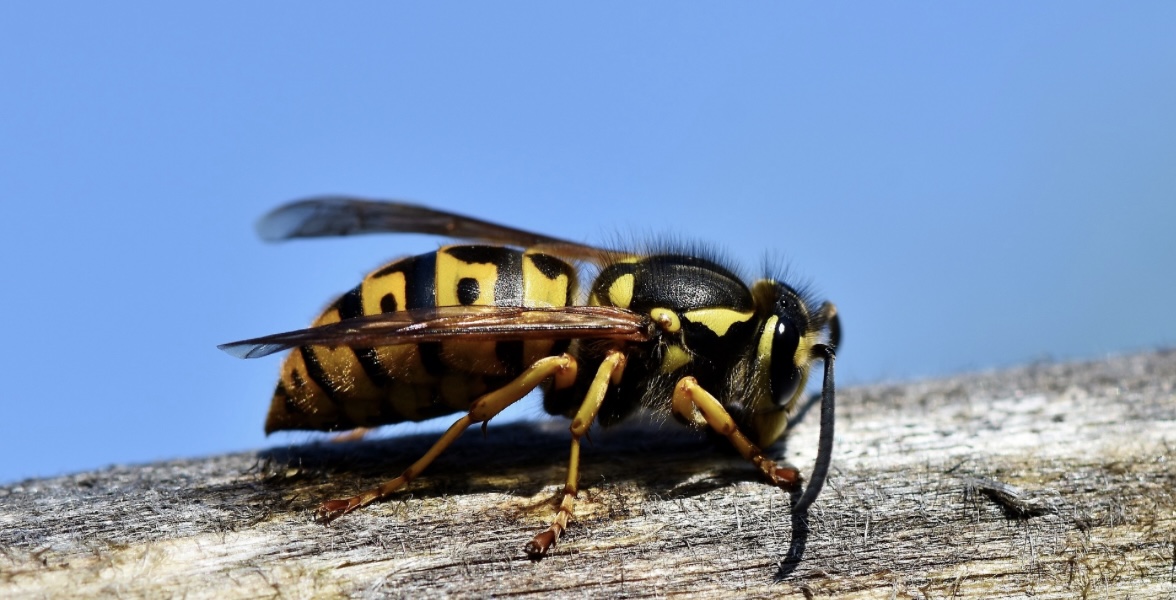 UJEDI STRŠLJENA – kako reagovati i kada potražiti pomoć?