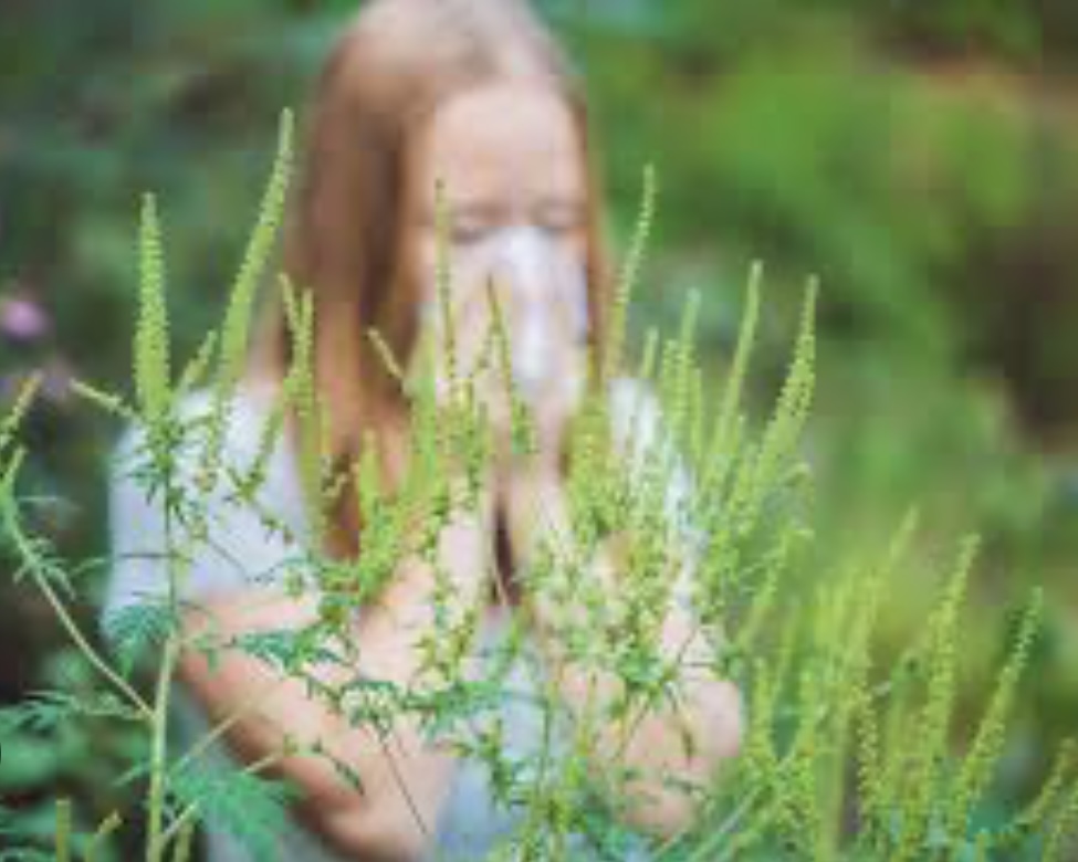 Sezona alergije na ambroziju – prepoznajte simptome i zaštitite se